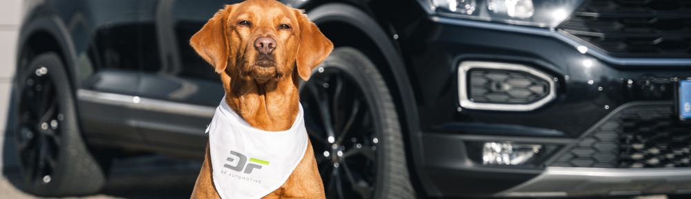 Hund im Auto – 8 Tipps zum Schutz für dich & deinen Vierbeiner