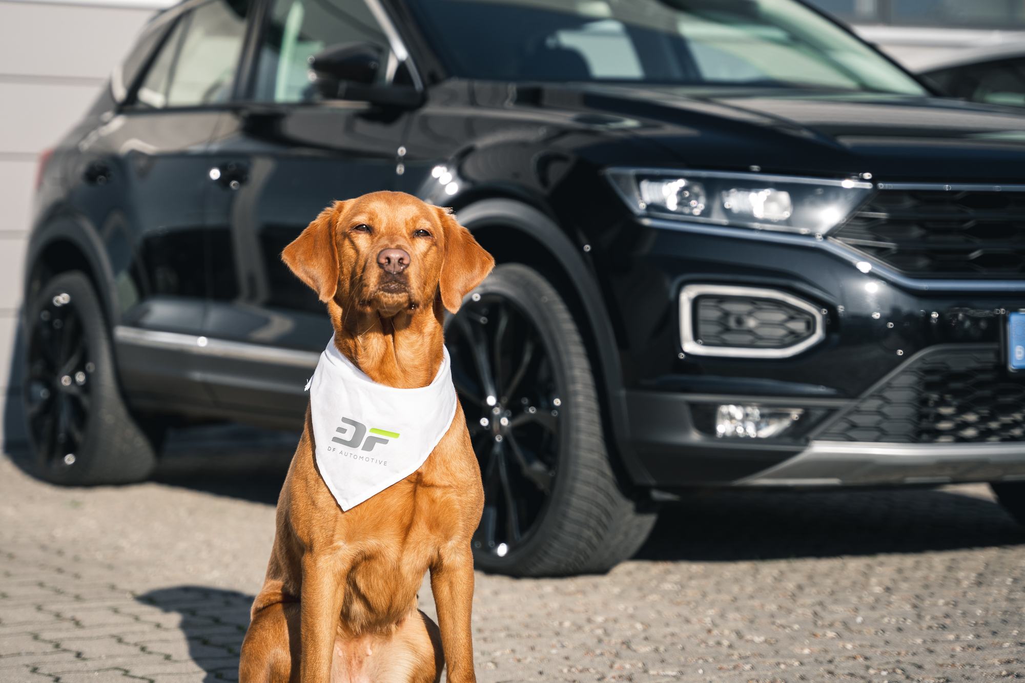 Hund im Auto – 8 Tipps zum Schutz für dich & deinen Vierbeiner - 2