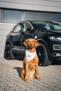 Hund im Auto – 8 Tipps zum Schutz für dich & deinen Vierbeiner - 3