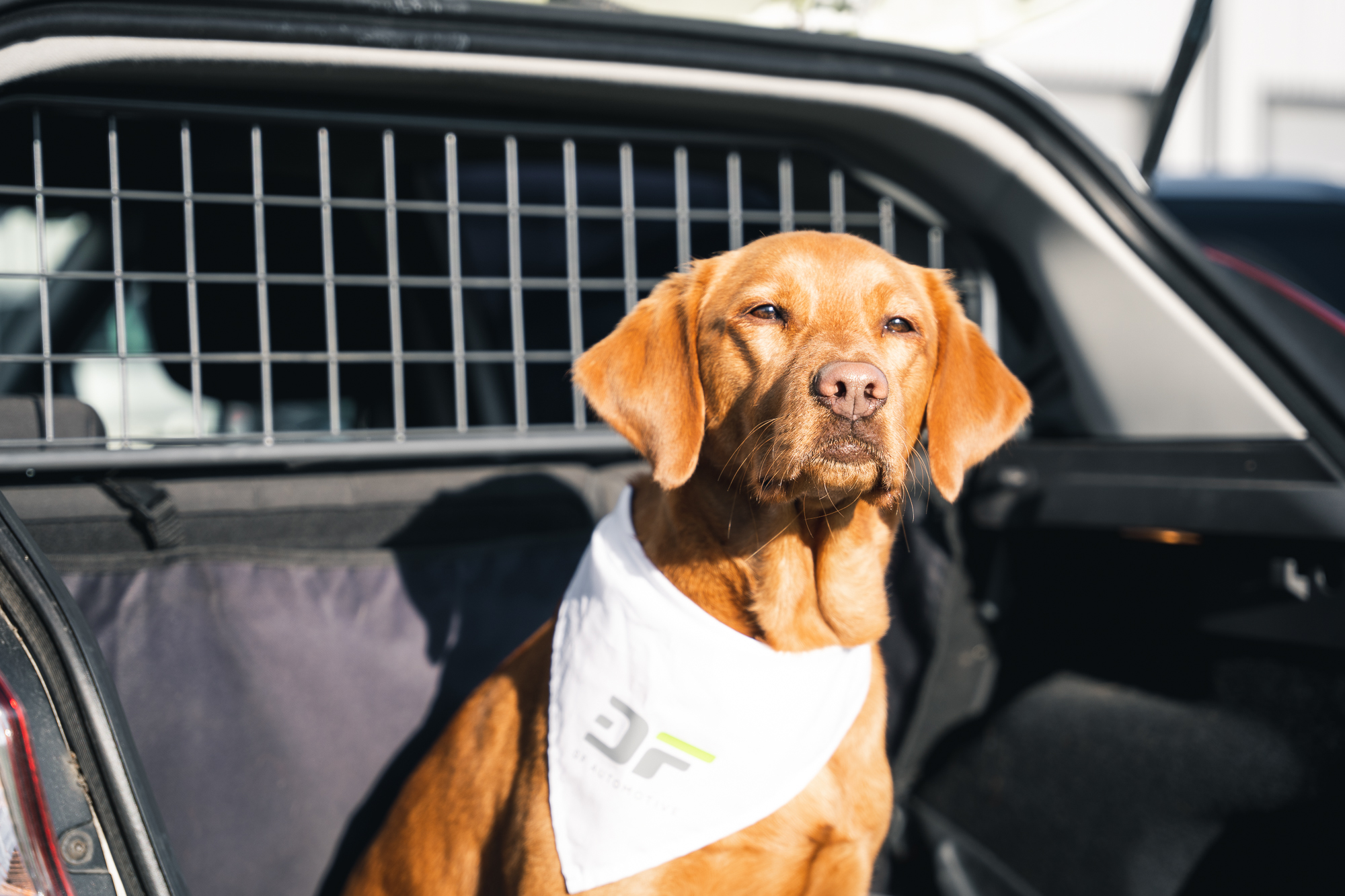 Hund im Auto – 8 Tipps zum Schutz für dich & deinen Vierbeiner - Hund im Kofferraum mit Trenngitter (2)