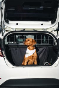 Hund im Auto – 8 Tipps zum Schutz für dich & deinen Vierbeiner - Hund im Kofferraum mit Trenngitter